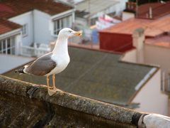 Yellow-legged Gull